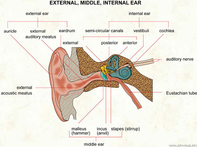 Ear  (Visual Dictionary)